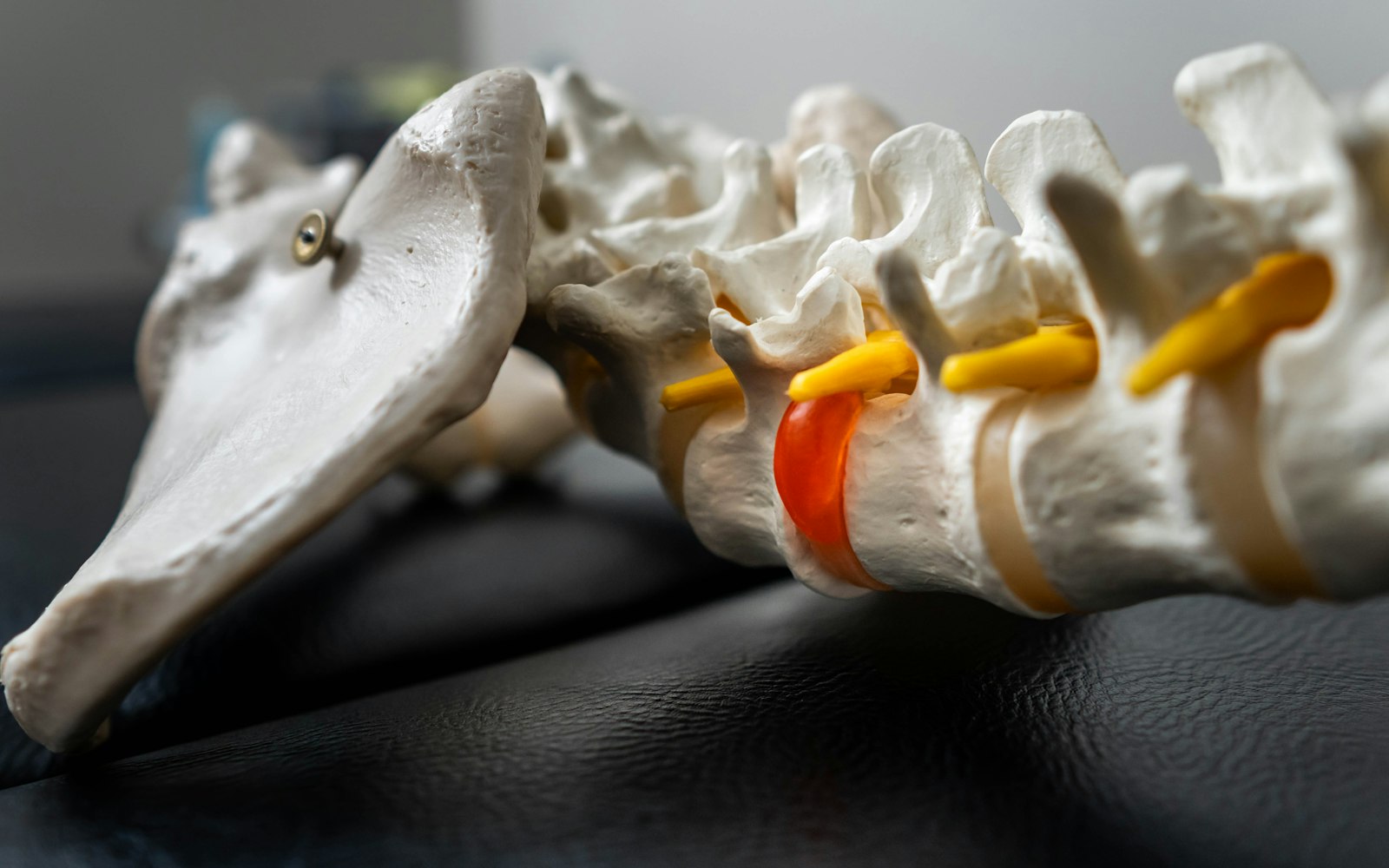 A close-up of a spine model